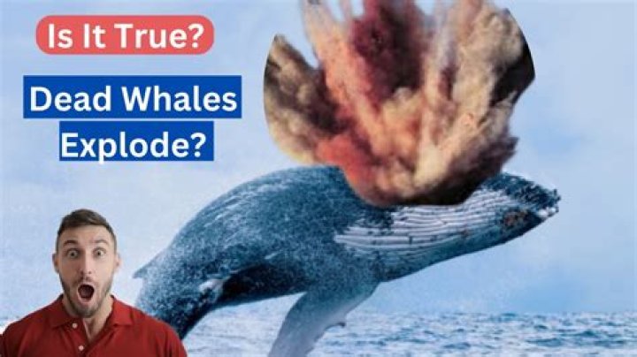 Can whales explode naturally?