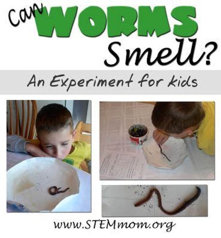 Can worms smell?