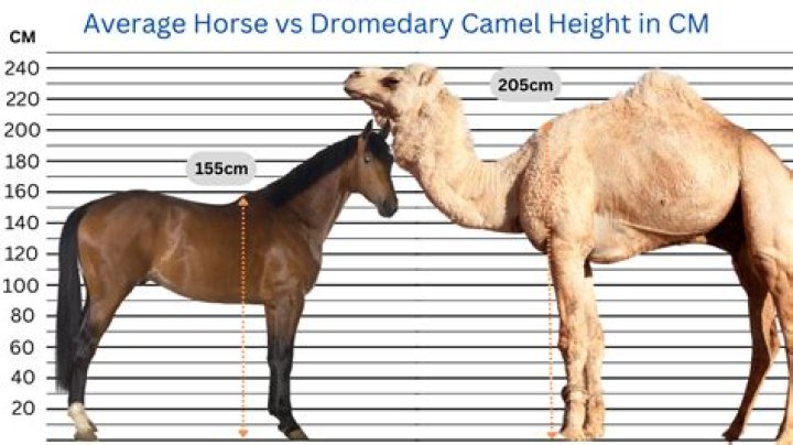 Can you breed a camel and a horse?
