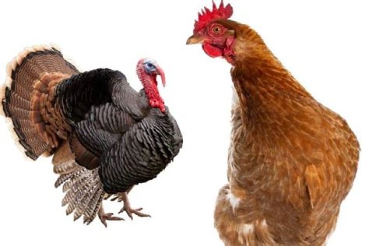 Can you breed a chicken and a turkey?