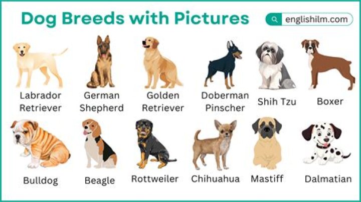 Can you breed dogs with same father but different mothers?