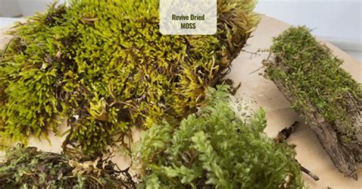 Can you bring dried moss back to life?