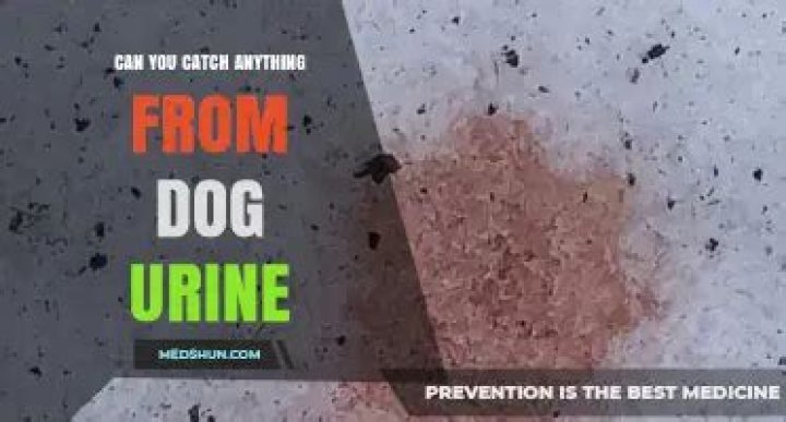 Can you catch anything from dog urine?