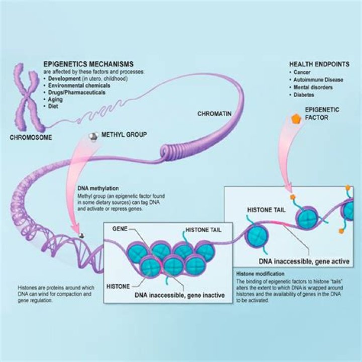 Can you change your DNA?
