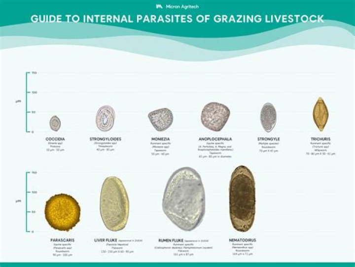 Can you detect parasites in a blood test?