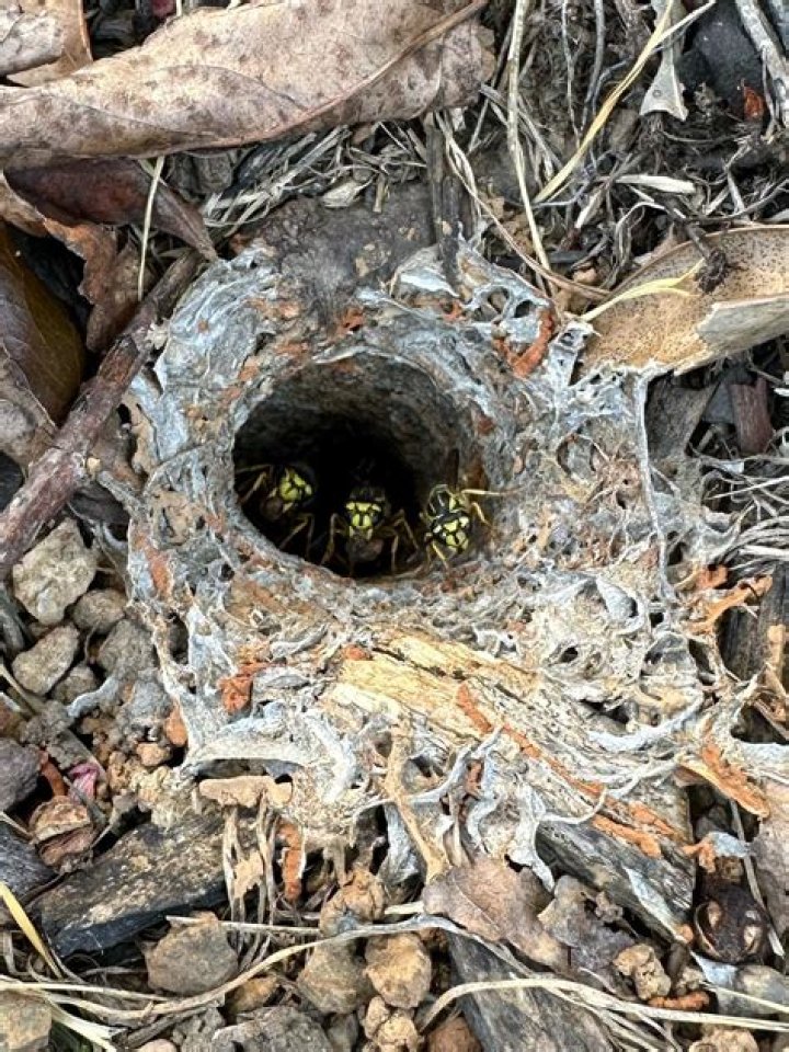Can you drown a yellow jacket nest?
