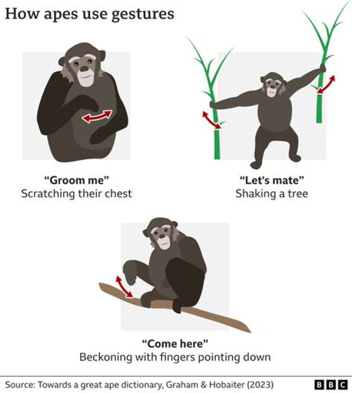 Can you eat an ape?