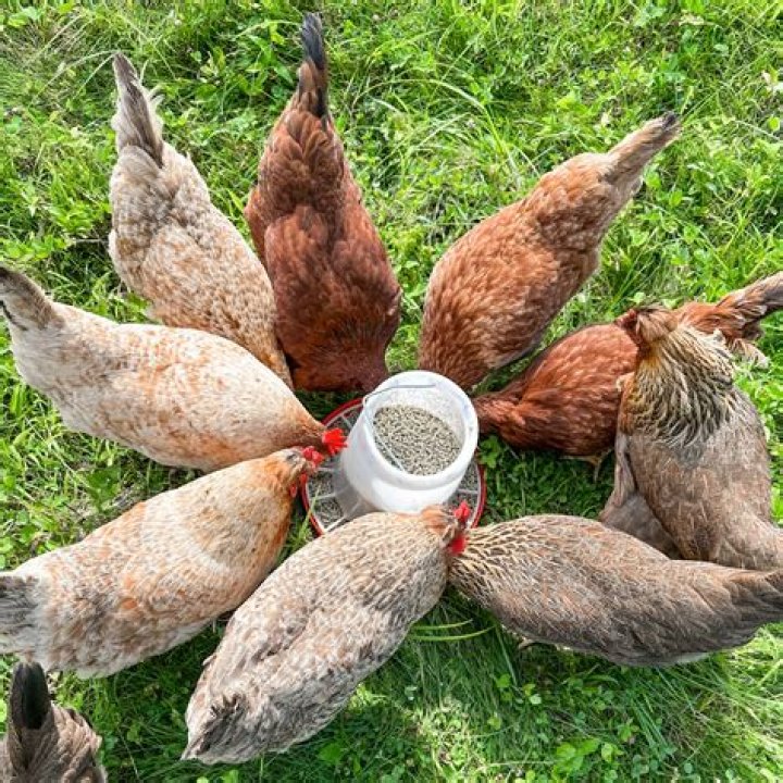 Can you feed turmeric to chickens?