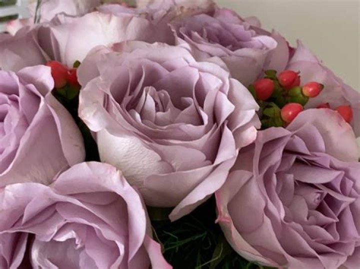 Can you grow purple roses?