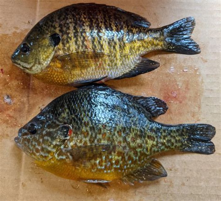 Can you have too many bluegill in a bass pond?