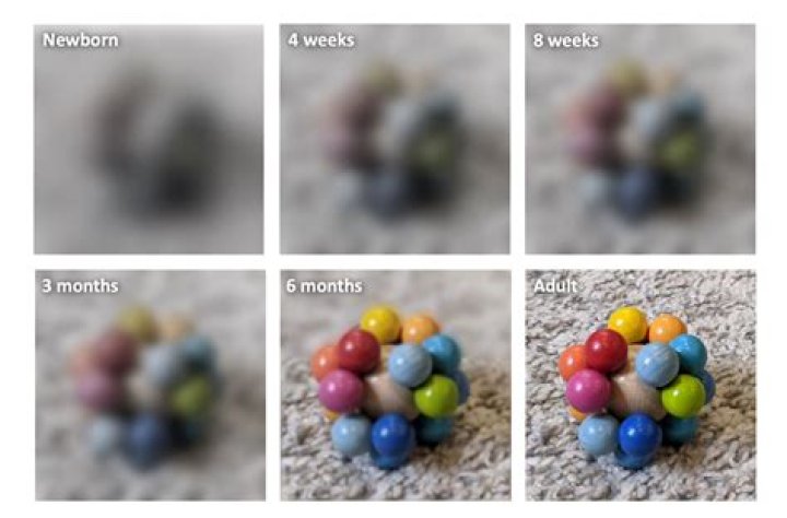 Can you influence your baby's eye color?
