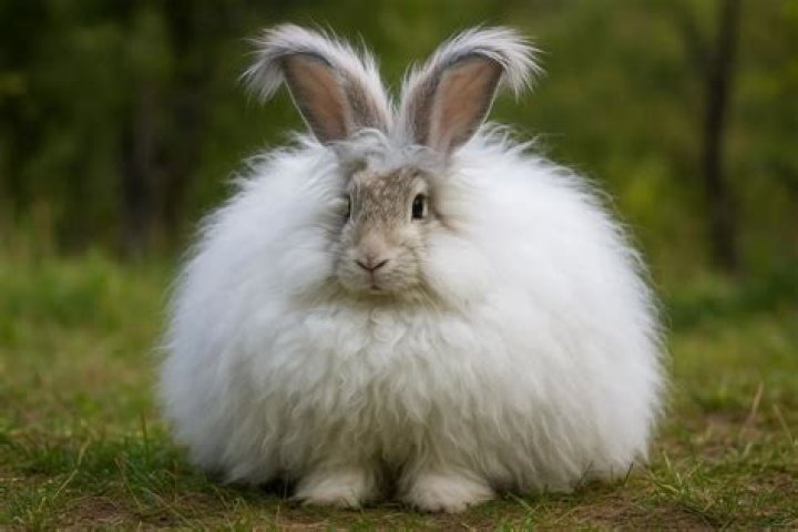 Can you punish a rabbit?