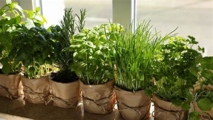 Can you put fresh herbs in candles?
