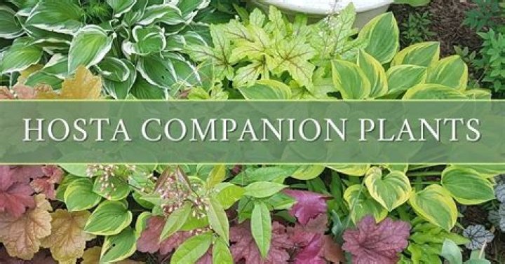 Can you put rock around hostas?