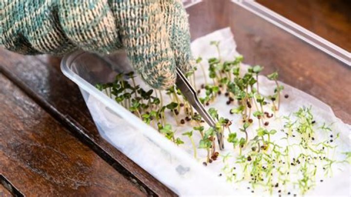Can you put seeds straight into soil indoors?
