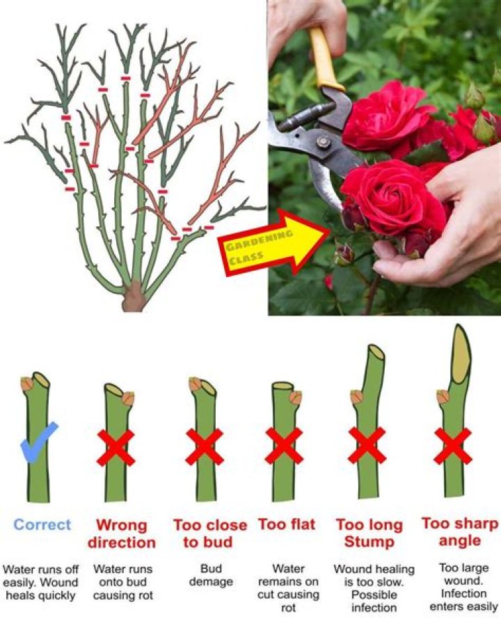 Can you take a cutting from a rose of Sharon?