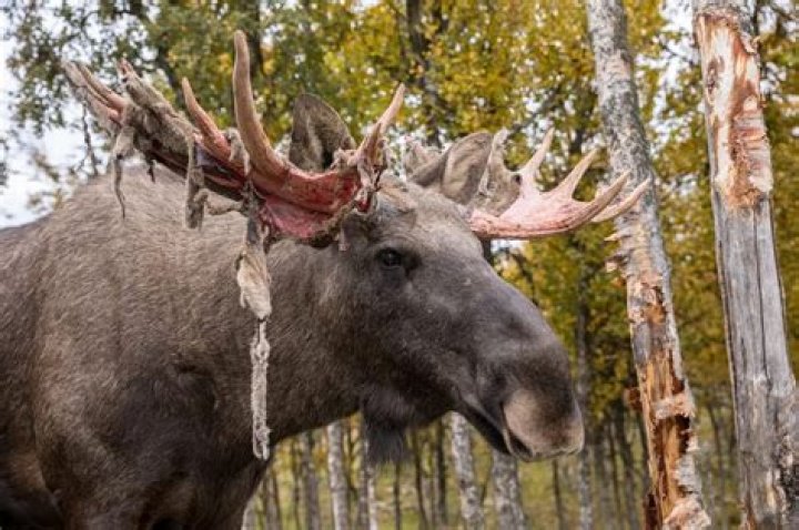 Can you take antlers from roadkill?