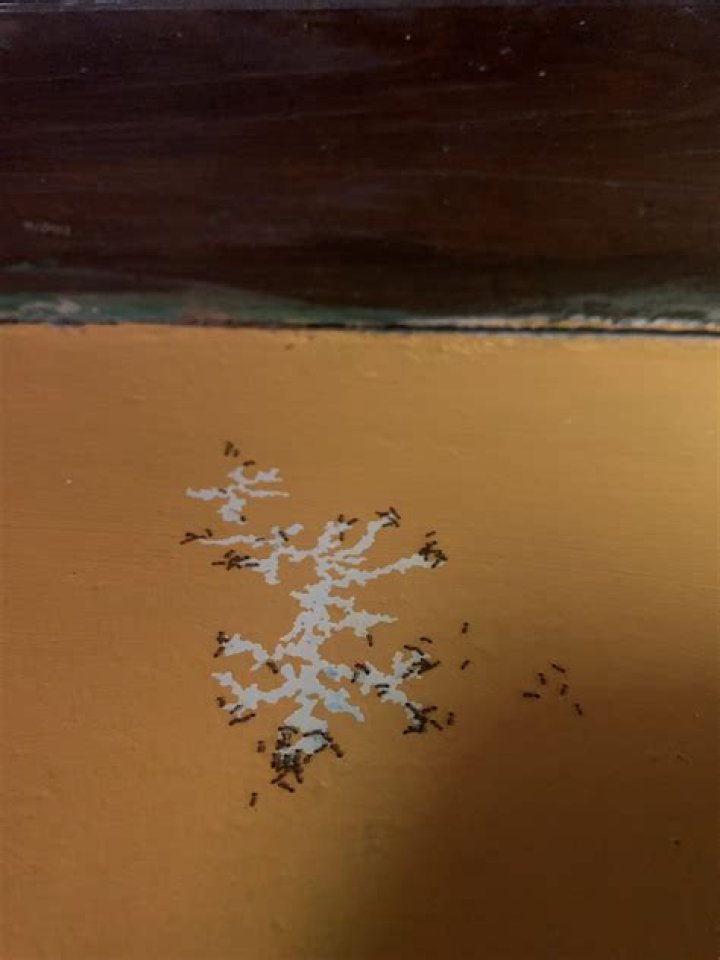 Can you train ants?