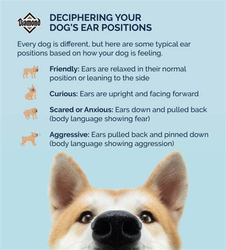 Can you train ears to go back?