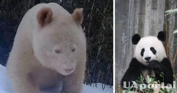 Can you treat PANDAS without antibiotics?