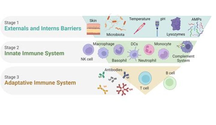 Can your immune system fight off STDs?