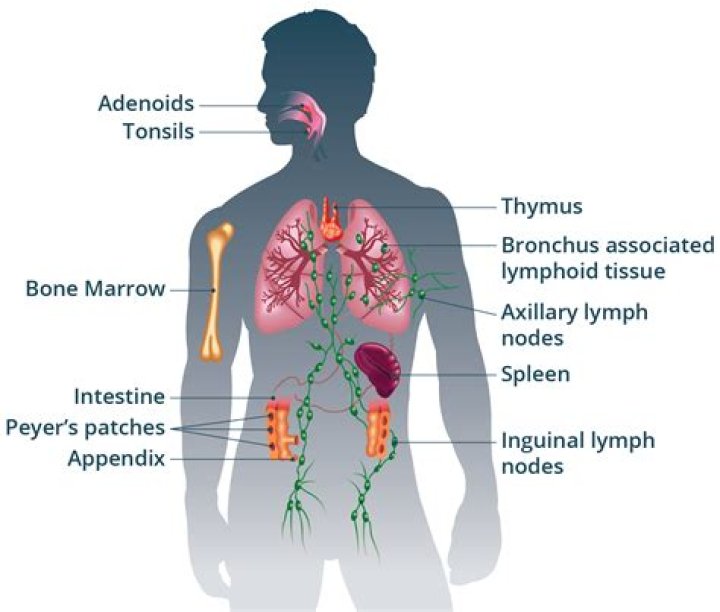 Can your immune system fight off worms?