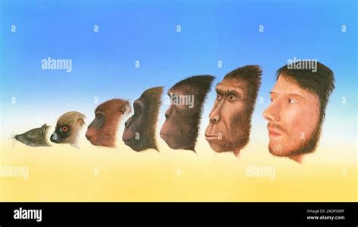 Did humans evolve from monkeys or from fish?