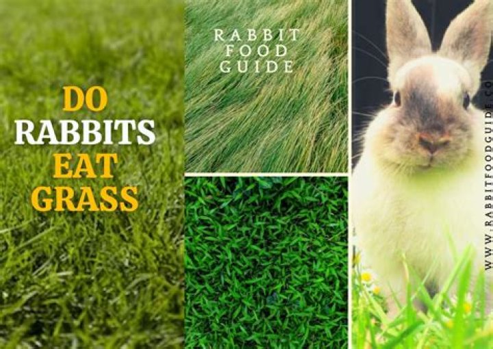 Did the Irish eat grass?