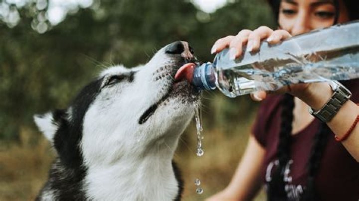 Do all dogs drink backwards?