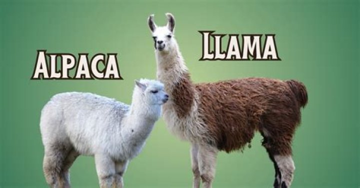 Do alpaca get along with dogs?