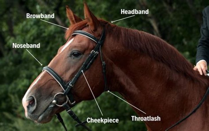 Do anatomical bridles really work?