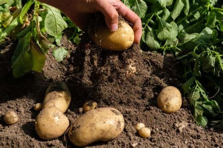 Do ants eat potato plants?