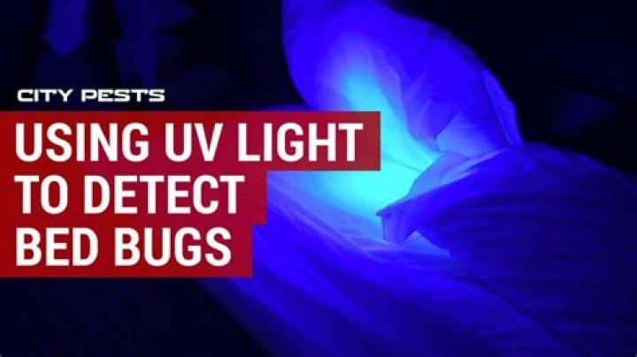 Do bed bugs glow under black light?
