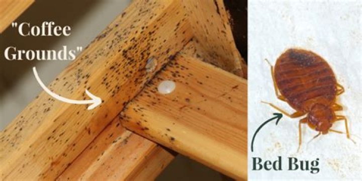 Do bed bugs go in cabinets?