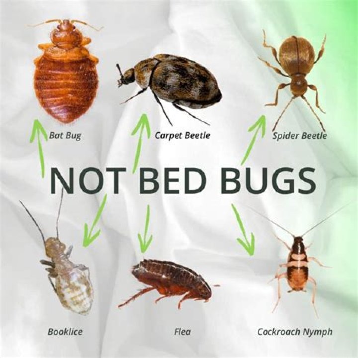 Do bed bugs go in shower?