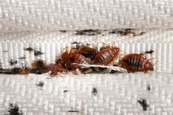 Do bed bugs mean you're dirty?