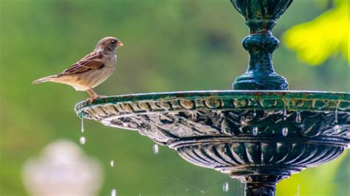 Do bees drink water from bird baths?