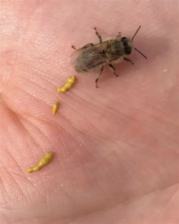 Do bees pee?