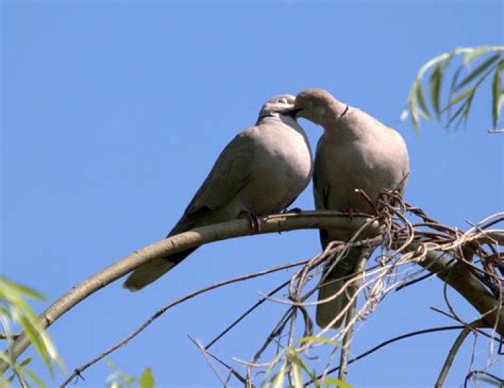 Do birds feel love towards humans?