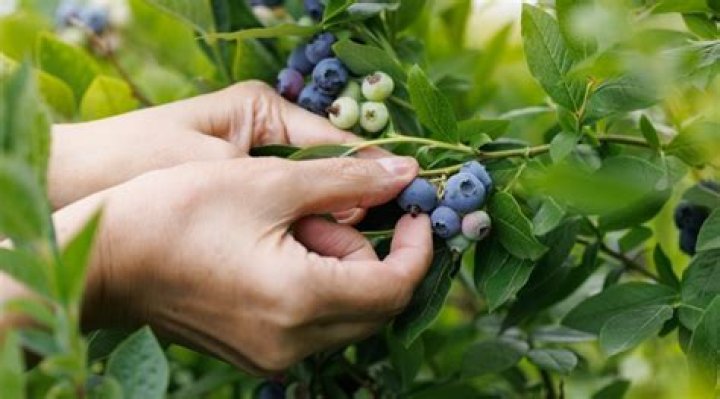 Do blueberries have magnesium?