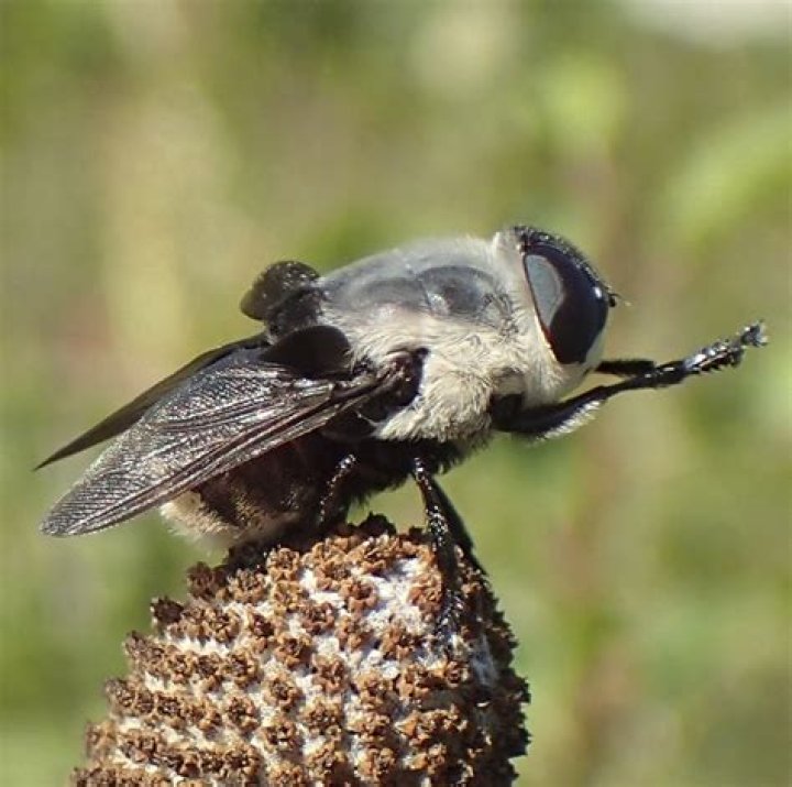 Do botflies live in Colorado?