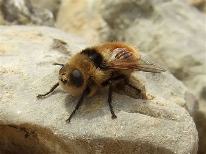 Do Botflies live in the UK?