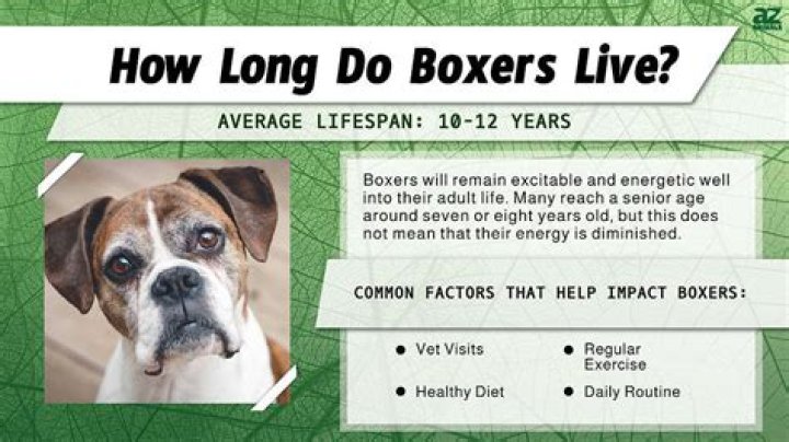 Do boxers do dips?
