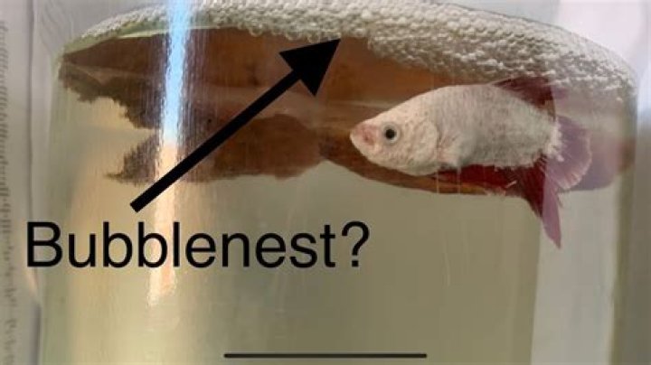 Do bubbles mean fish?