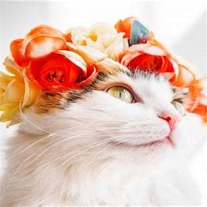 Do cats forgive their owners?