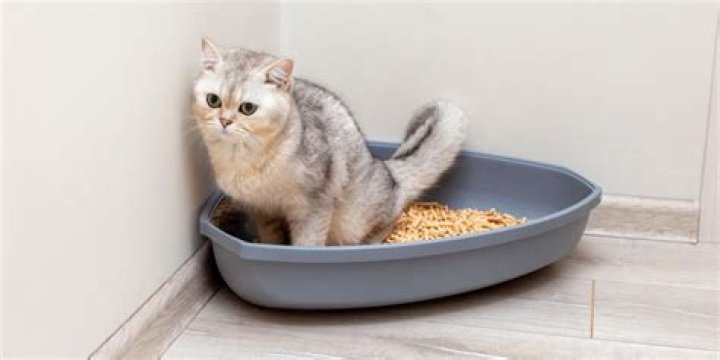 Do cats get mad when you move their litter box?