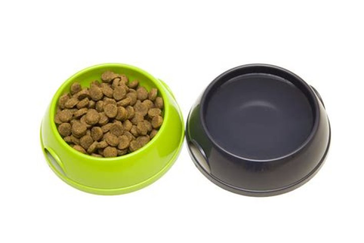 Do cats prefer bowls or plates?