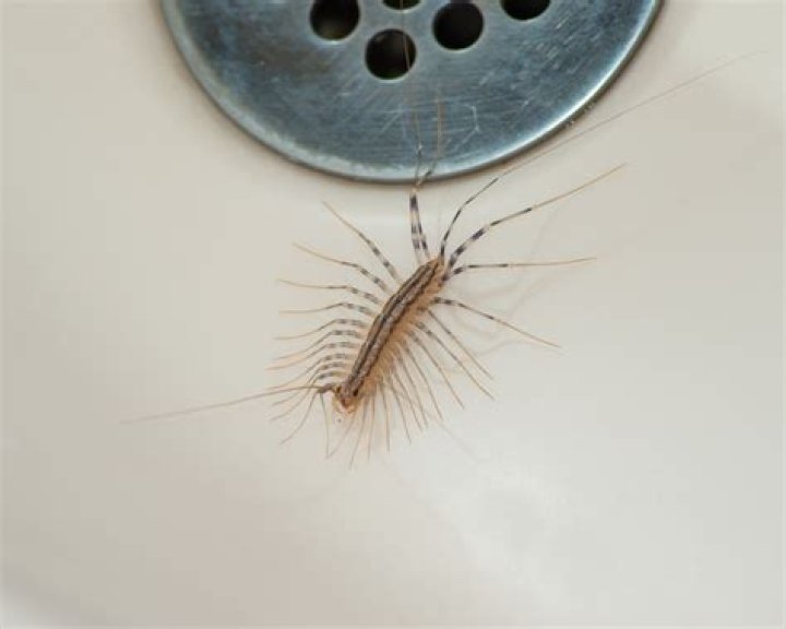 Do centipedes come up drains?