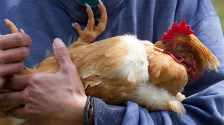 Do chickens nap during the day?