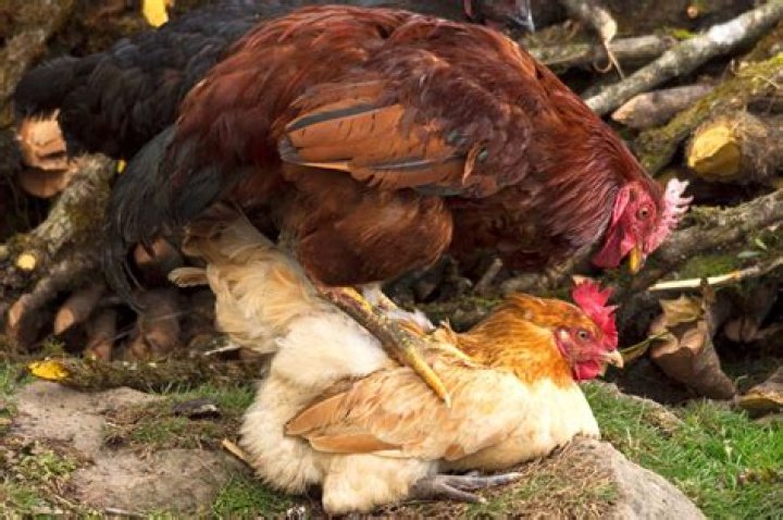 Do chickens need full dark sleep?